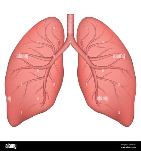 Easy Human Heart Drawing - Step 5. . Realistic lungs drawing